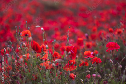 Field of beautiful red bloming poppies. © Elena Krivorotova