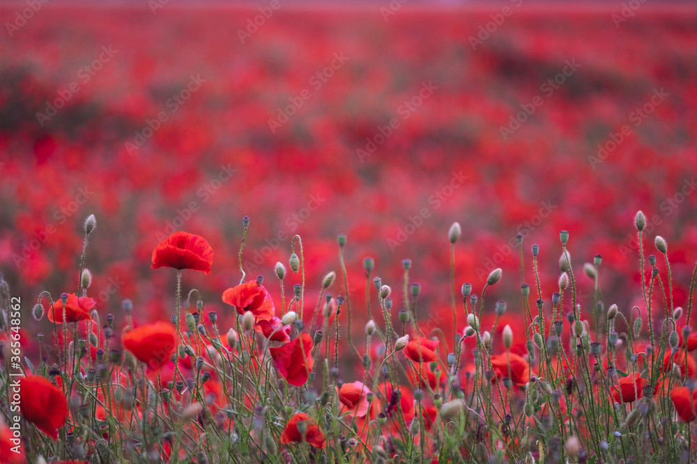 Obraz premium Field of beautiful red bloming poppies.