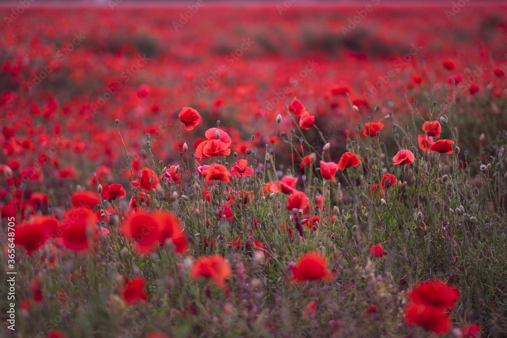 Obraz premium Field of beautiful red bloming poppies.