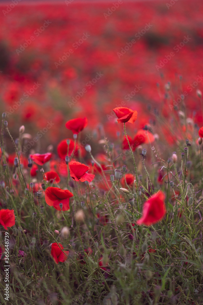 Obraz premium Field of beautiful red bloming poppies.