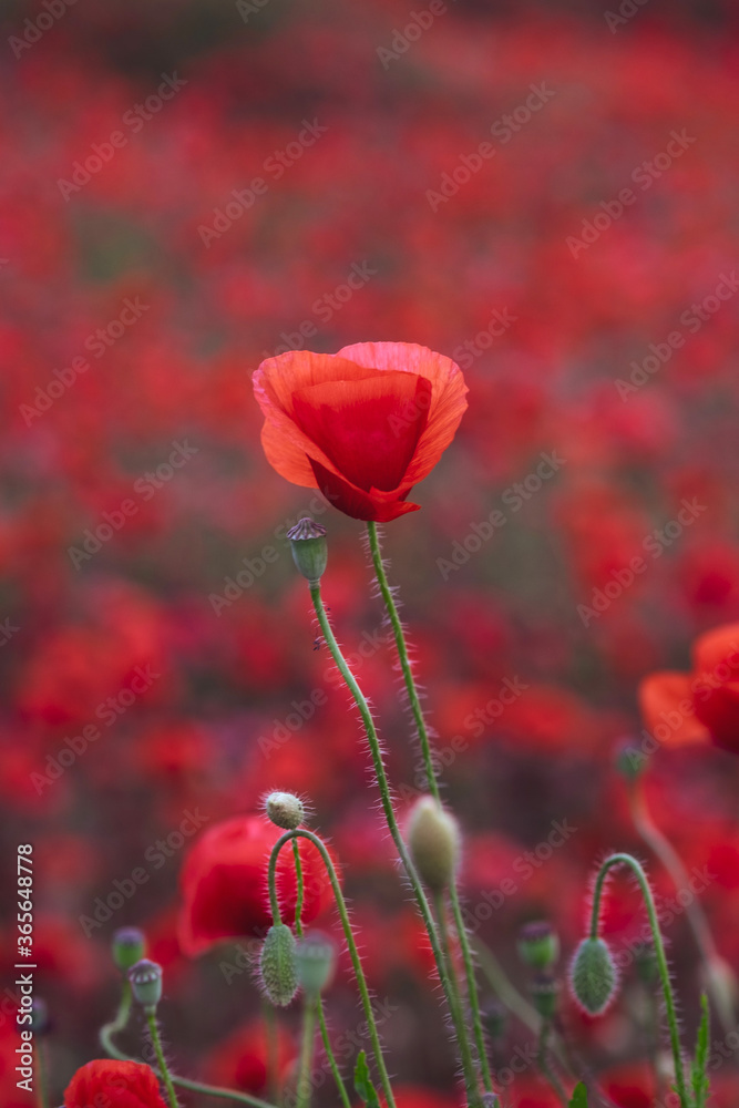 Obraz premium Field of beautiful red bloming poppies.