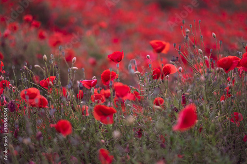 Field of beautiful red bloming poppies.
