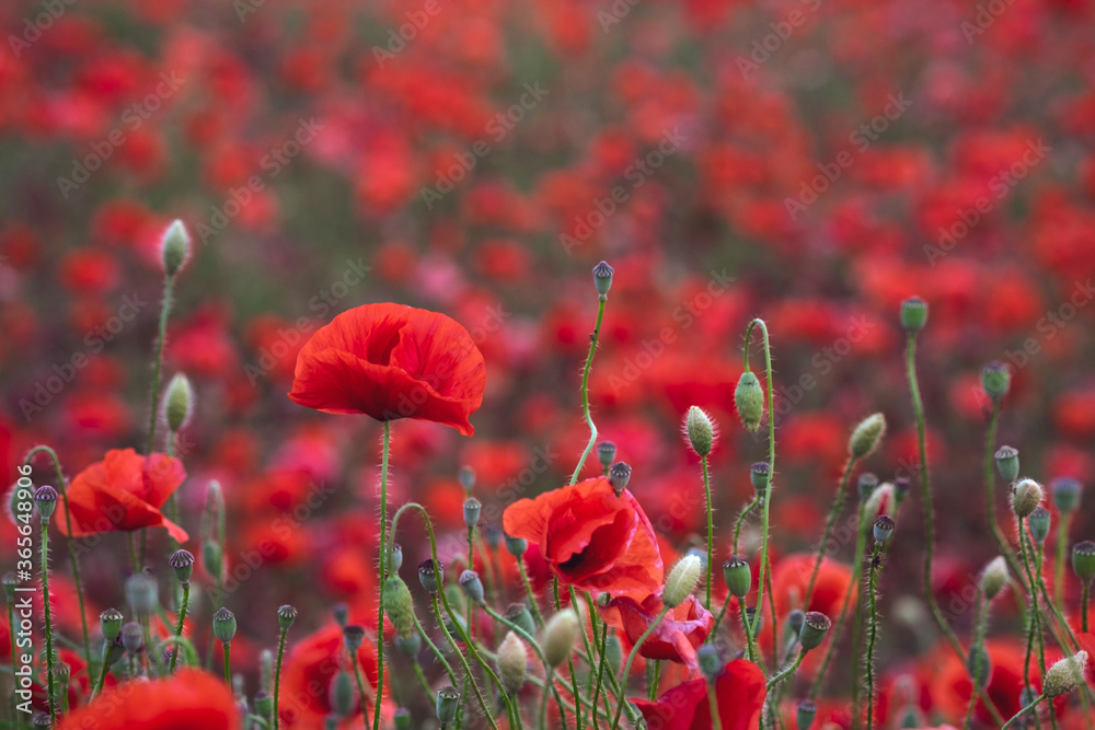 Obraz premium Field of beautiful red bloming poppies.