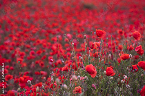 Fototapeta Naklejka Na Ścianę i Meble -  Field of beautiful red bloming poppies.
