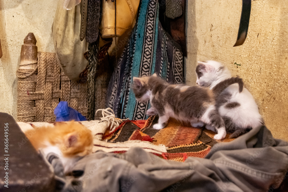 Cat pups in the souk of Marrakech
