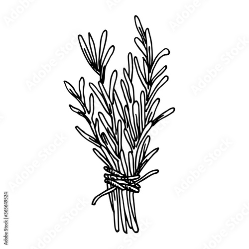 vector illustration in vintage style. a bunch of herbs, sprigs of rosemary, lavender. black and white line drawing, magical herbs, unconventional medicine. 