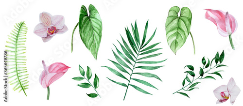 watercolor drawing  set of tropical flowers and leaves. palm leaves anthurium  pink orchid flowers  feces isolated on white background. collection of botanical illustrations of jungle plants  clipart