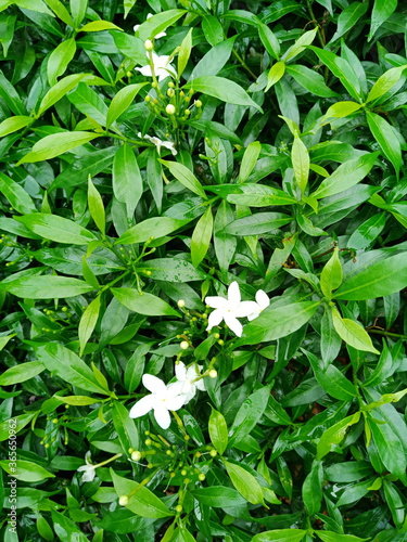 Beautiful plant flower 
