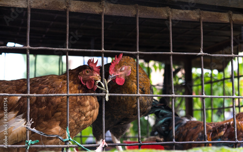 Sleeping chickens in a cage for sale at the local farmers market, animals cruelty and aduse, go green vegetarian and vegan to save the planet concept, selective focus photo