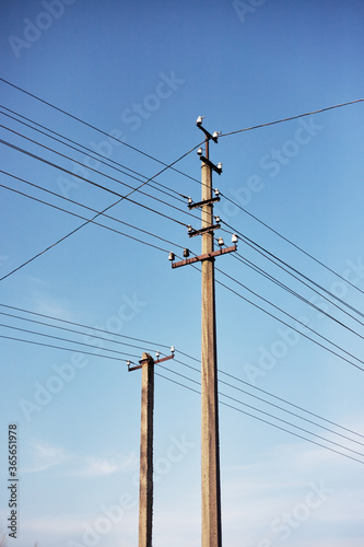 Closeup of old power poles on a clear summer day.