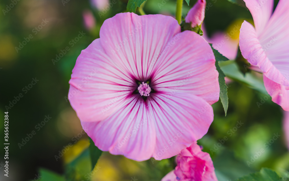Summer flowers blooming. Summer flowers blooming.