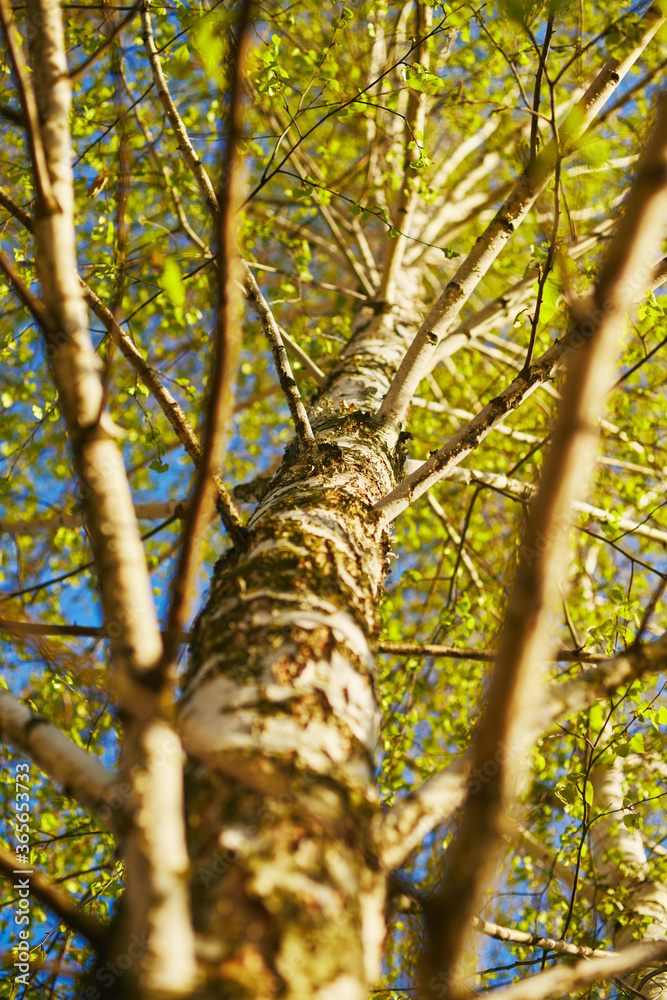 Fototapeta premium Closeup of birch bud leaves in spring in the forest.
