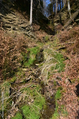 ein kleiner Bach im Wald