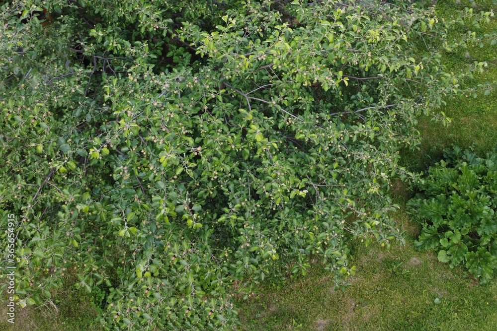 Landscape. Top view of an Apple tree and a large rhubarb Bush at sunset. Landscape. Top view of an Apple tree and a large rhubarb Bush at sunset.
