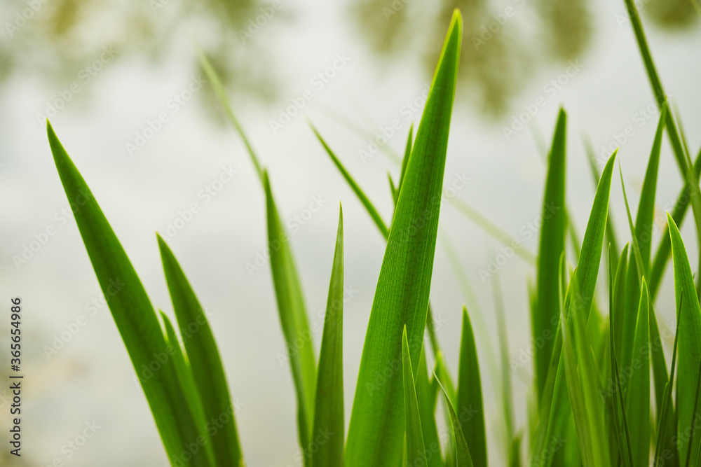 Fototapeta premium Closeup of grass texture in spring forest.