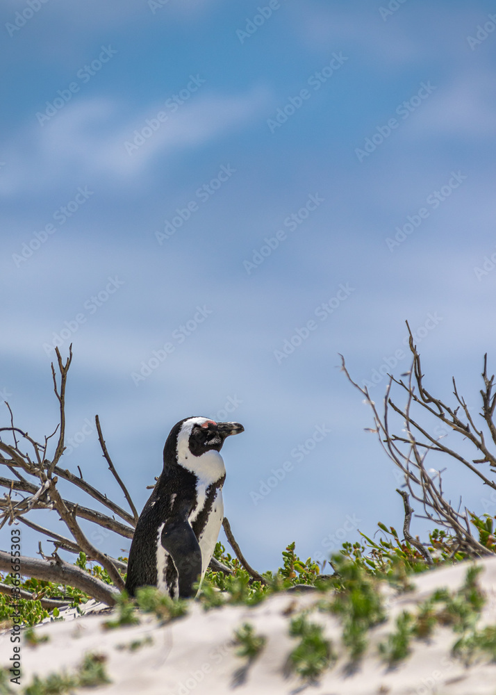 Obraz premium single african penguin posing on beach with blue sky
