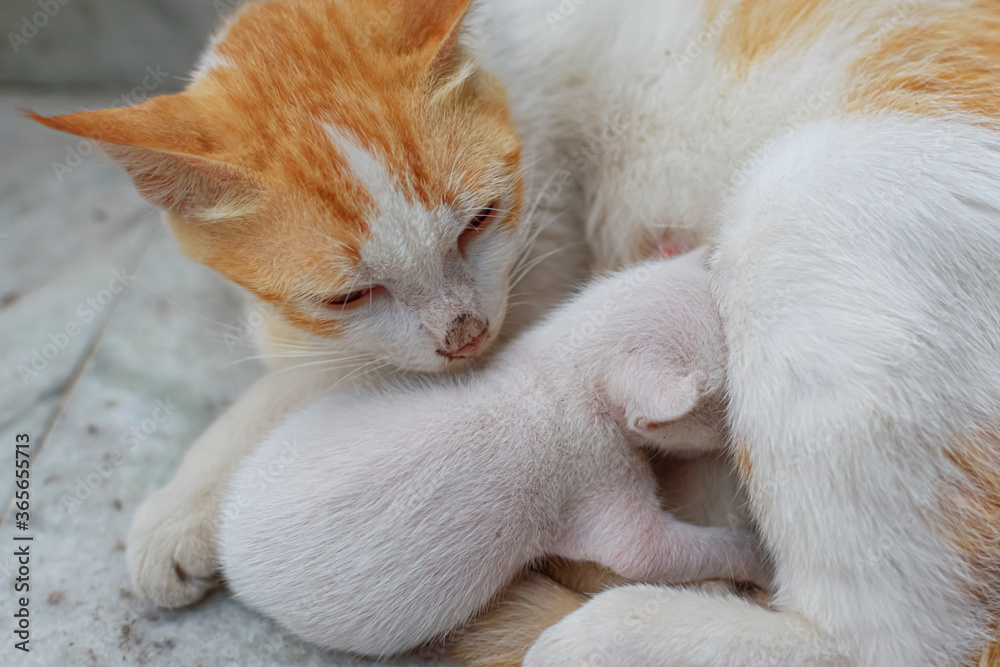 A mother cat in white and brown hair feeding her kittens. Kittens suck on a cat’s chest. Cat lifestyle (selective focus)