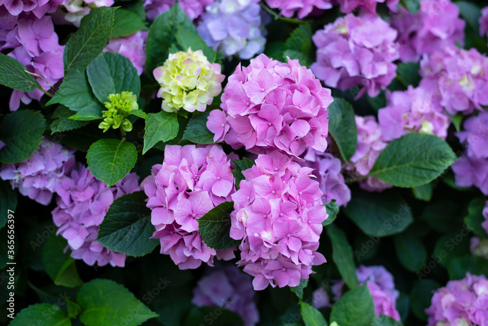 Beautiful summer pink and purple hydrangea flowers among green succulent leaves