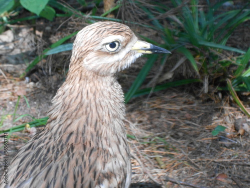 Vogel