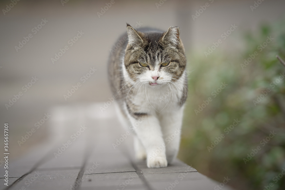 Fototapeta premium 猫