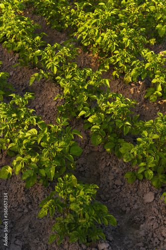 Potato plant beds on a farm at sunrise. Young potato plant growing on the soil. Potato bush in the garden. Healthy young potato plant in organic garden.