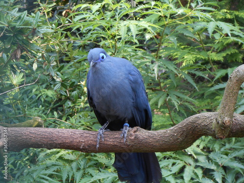 Vogel Vogelpark Walsrode