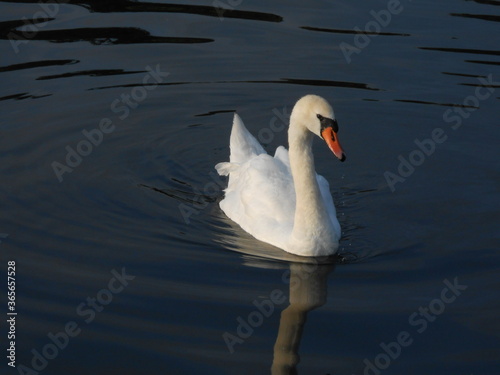 Schwan