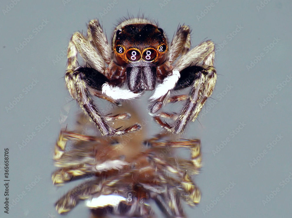 Fotografie six-eyed hairy spider