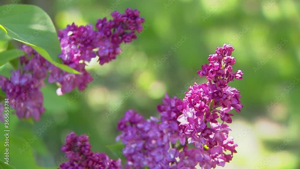 Big lilac bush in spring, beaytiful lilac blooming Big lilac bush in spring, beaytiful lilac blooming