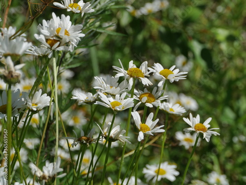 white flowers wild chamomile in nature, close-up