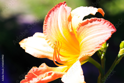 Orange lily flower. Natural background. Blooming in the park in summer