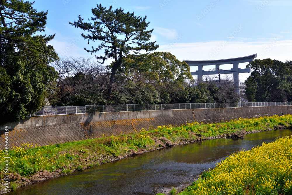 寒川神社鳥居と目久尻川を囲む菜の花