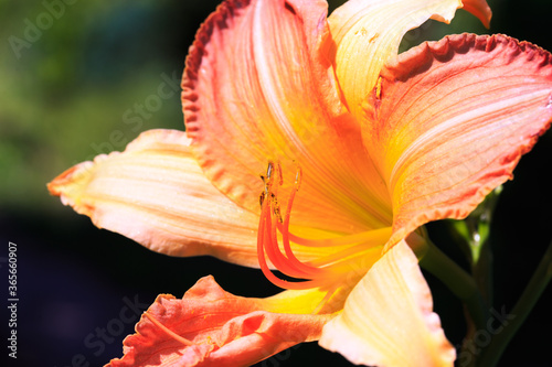 Orange lily flower. Natural background. Blooming in the park in summer