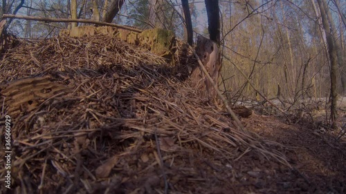 Ants moving around the anthill