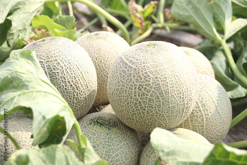 メロンの収穫　品種：クインシー