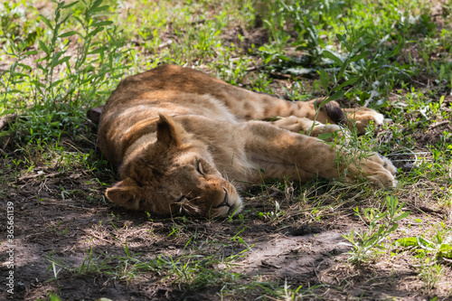 Young lion child laying in the grass and rest - horizontal