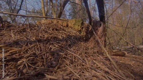 Ants building anthill on a stump in forest timelapse