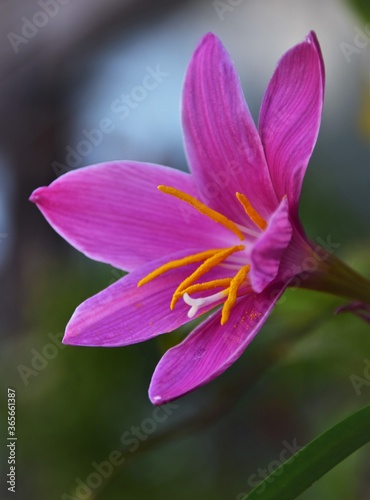 close up of pink flower