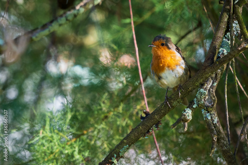 European Robin Erithacus rubecula Perched on Brnach O Seixo Mugardos Galicia photo