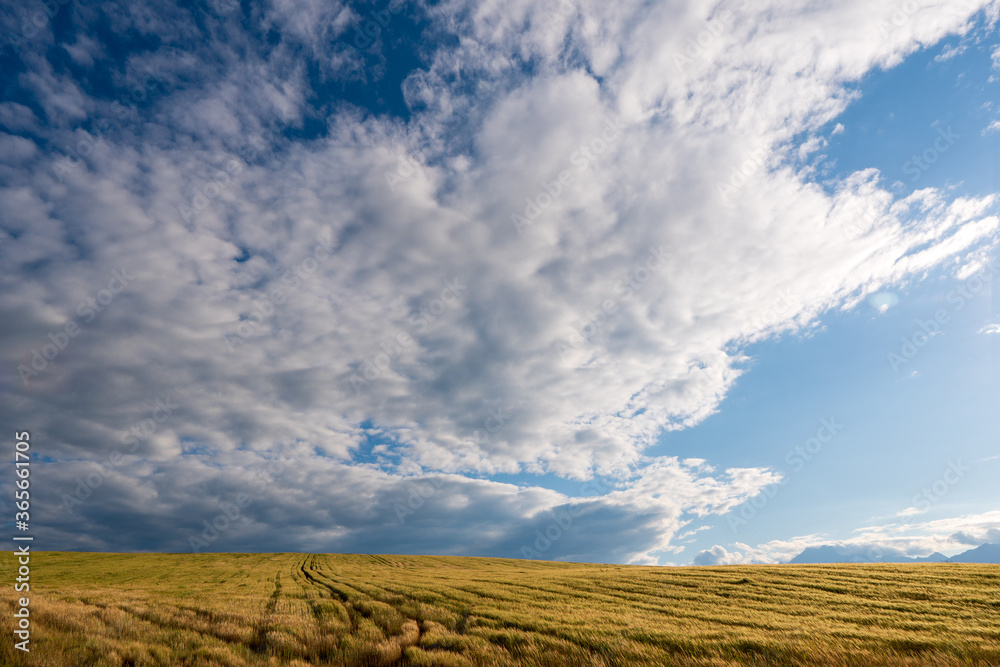Yellow and Green wheaten sprouts in the field and cloudy sky. spring landscape. Slovakia Yellow and Green wheaten sprouts in the field and cloudy sky. spring landscape. Slovakia