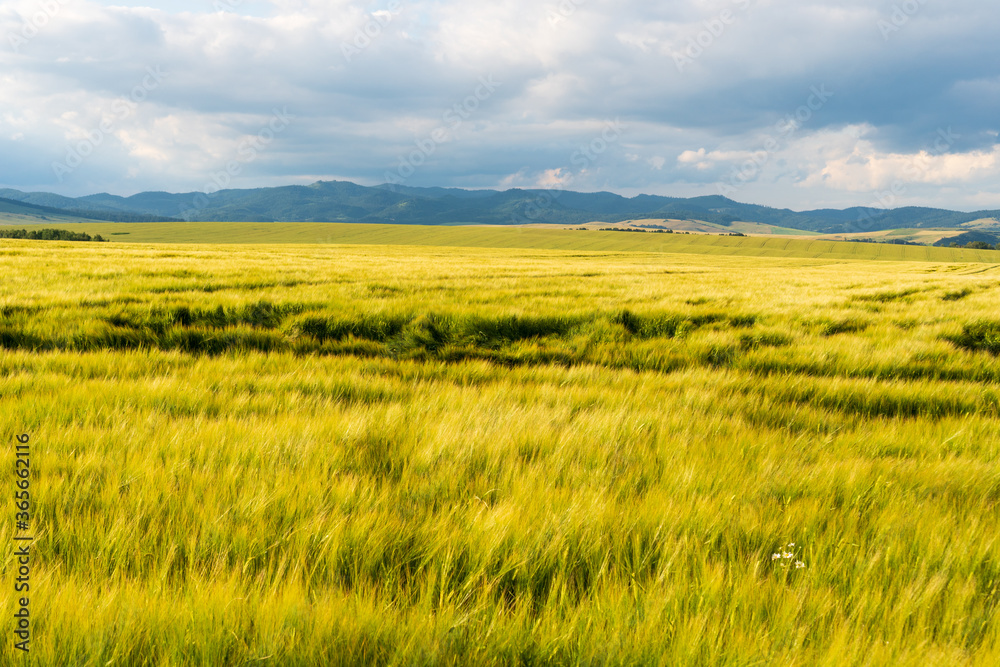 Yellow and Green wheaten sprouts in the field and cloudy sky. spring landscape. Slovakia