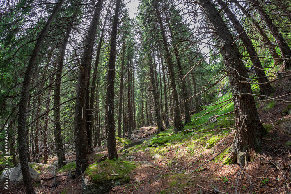 Fototapeta premium Retezat national park, Hunedoara county, Carpathian mountains, Romania