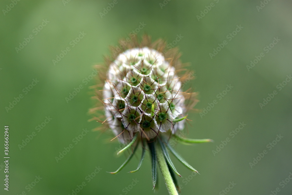 Verwelkte Blüte einer gelben Skabiose Verwelkte Blüte einer gelben Skabiose