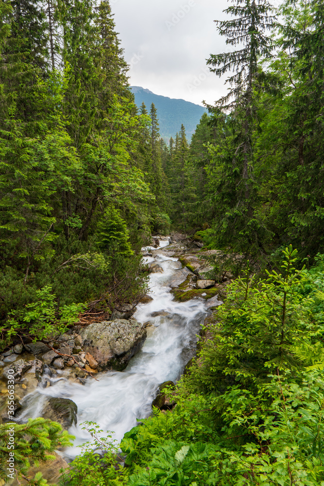 Mountain stream in green forest at spring time, slovakia tatras Mountain stream in green forest at spring time, slovakia tatras