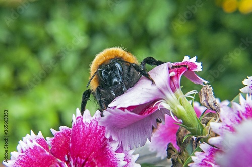 Closeup shot of Bombus Dahlbomii bee on a blooming tree photo