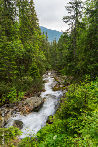 Mountain stream in green forest at spring time, slovakia tatras