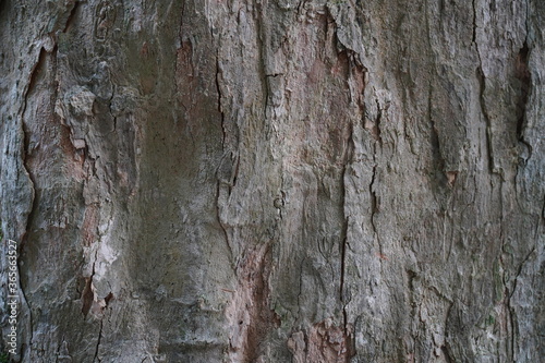 Fototapeta Naklejka Na Ścianę i Meble -  Wood Texture