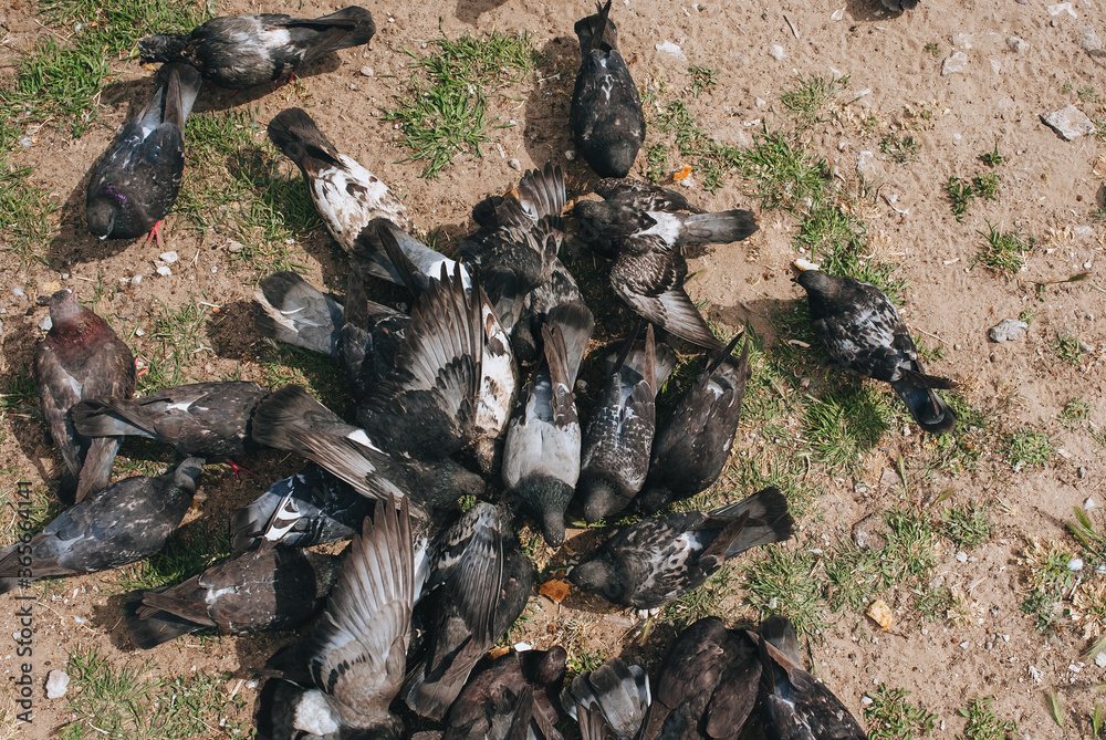 A flock, many pigeons are fighting for food and bread in nature. Feeding the hungry birds. Photography, concept, top view. A flock, many pigeons are fighting for food and bread in nature. Feeding the hungry birds. Photography, concept, top view.