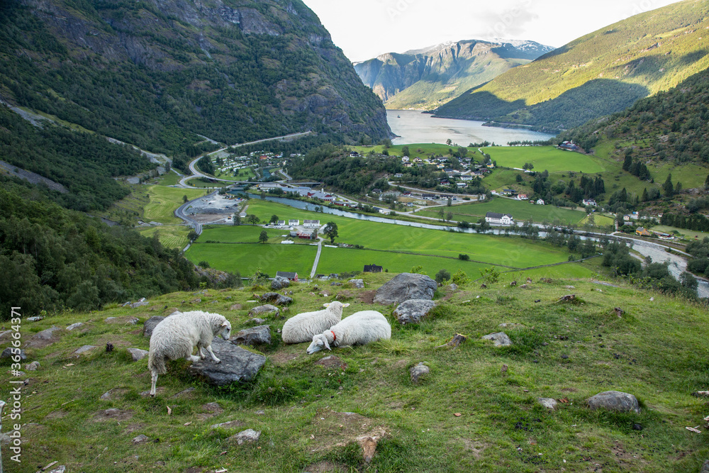 Norway Fjord village with sheep at hill side