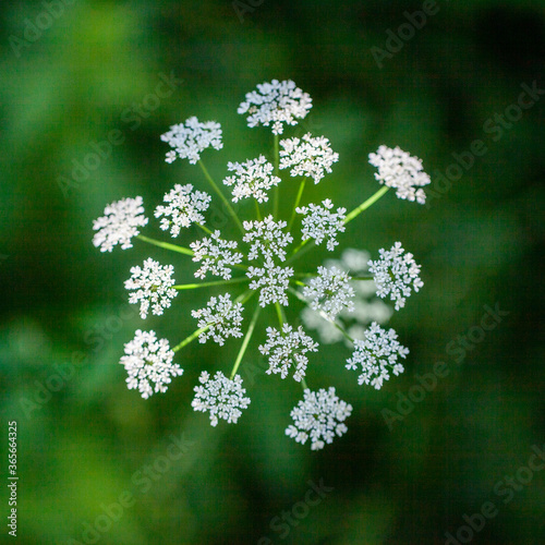 Tableau sur toile Anthriscus sylvestris
Hundekjeks
Cow Parsley
Wild Chervil